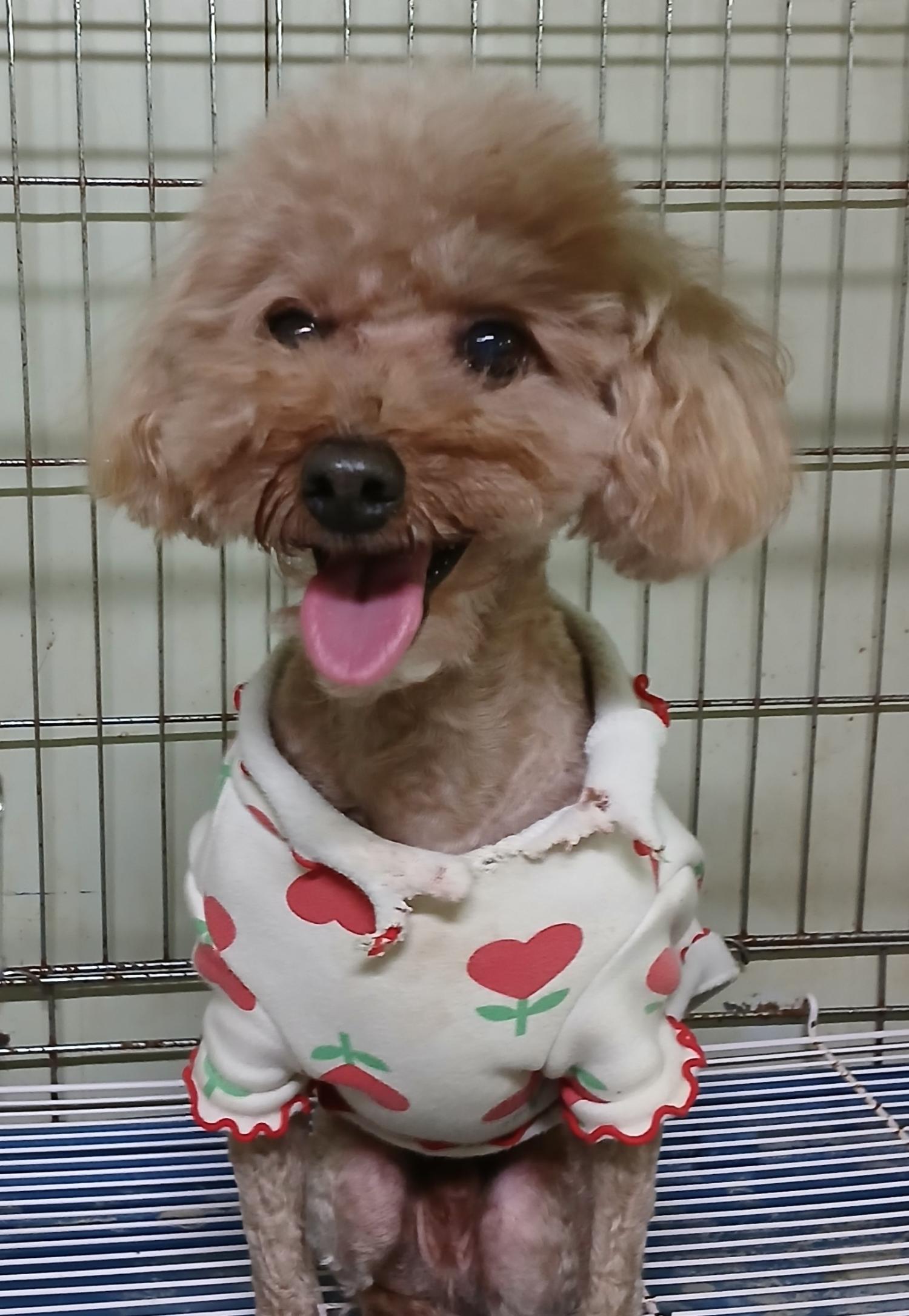 푸들 이미지 파일 입니다.